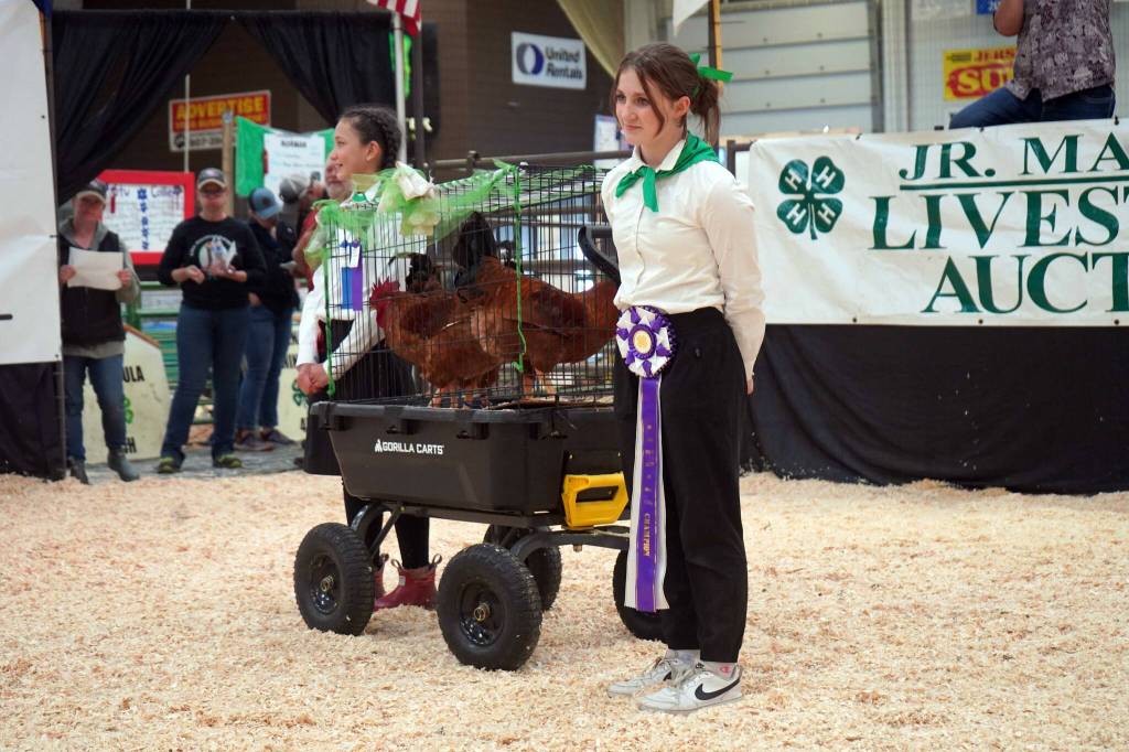 Behati Frisk shows her champion chickens for auction during the Kenai Peninsula District 4-H Agriculture Expo in the Soldotna Regional Sports Complex in Soldotna, Alaska, on Saturday, July 27, 2024. (Jake Dye/Peninsula Clarion)
