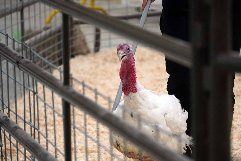 The community service turkey is shown for auction during the Kenai Peninsula District 4-H Agriculture Expo in the Soldotna Regional Sports Complex in Soldotna, Alaska, on Saturday, July 27, 2024. (Jake Dye/Peninsula Clarion)