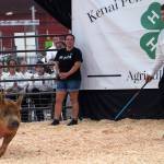 Rusty Holmes shows his overall grand champion hog for auction during the Kenai Peninsula District 4-H Agriculture Expo in the Soldotna Regional Sports Complex in Soldotna, Alaska, on Saturday, July 27, 2024. (Jake Dye/Peninsula Clarion)