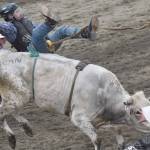 Jesse Kitson competes in Bull Riding at the third Soldotna Equestrian Association rodeo of the season Sunday, July 28, 2024, at the Soldotna Rodeo Grounds in Soldotna, Alaska. (Photo by Jeff Helminiak/Peninsula Clarion)