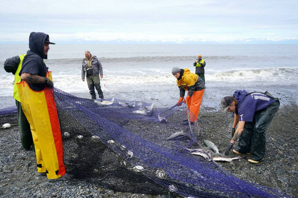 Salmon and flounder are rolled free of beach seine nets at a test site for the gear near Kenai, Alaska, on Tuesday, July 30, 2024. (Jake Dye/Peninsula Clarion)