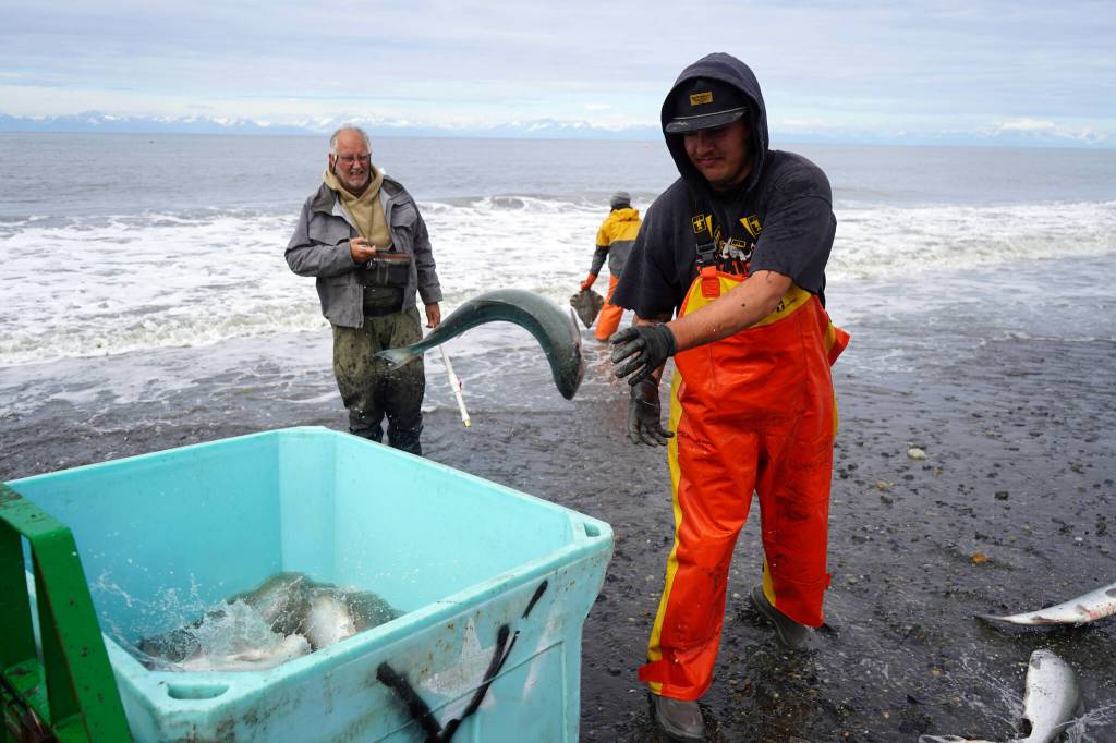 Salmon are collected at a test site for beach seine nets near Kenai, Alaska, on Tuesday, July 30, 2024. (Jake Dye/Peninsula Clarion)