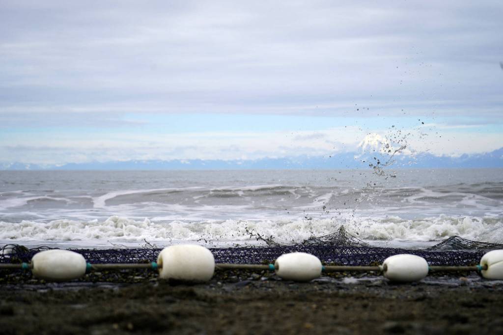 Salmon are caught in a beach seine net at a test site for the gear near Kenai, Alaska, on Tuesday, July 30, 2024. (Jake Dye/Peninsula Clarion)