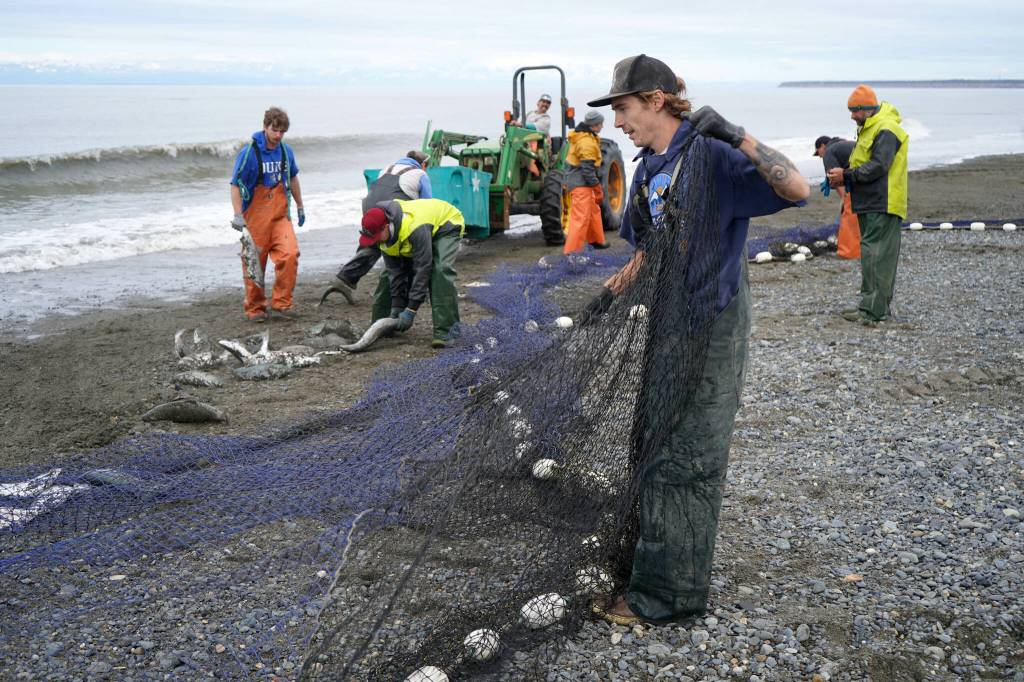 Salmon are rolled free of beach seine nets at a test site for the gear near Kenai, Alaska, on Tuesday, July 30, 2024. (Jake Dye/Peninsula Clarion)