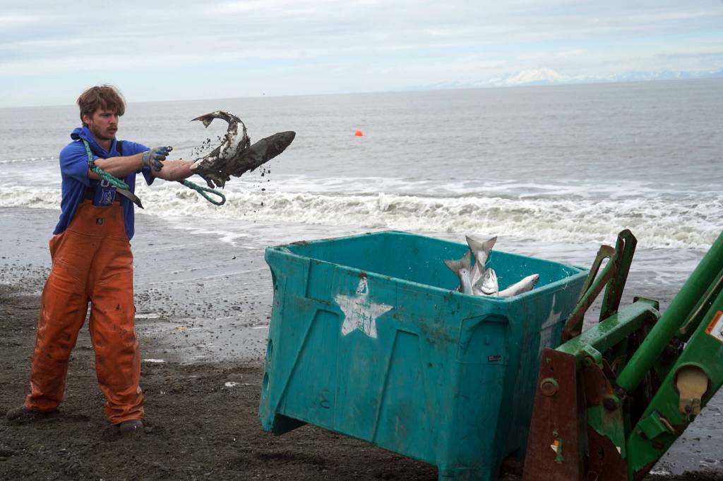 Salmon are collected at a test site for beach seine nets near Kenai, Alaska, on Tuesday, July 30, 2024. (Jake Dye/Peninsula Clarion)