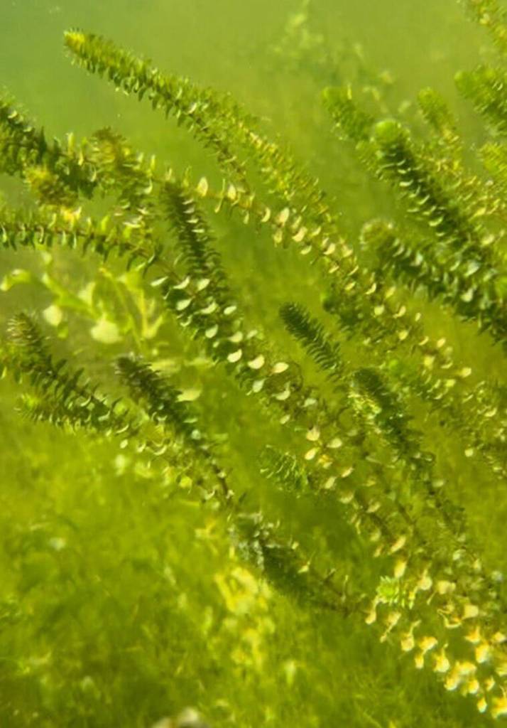 Elodea in Sixmile Lake, Anchorage, discovered in July 2023. (Photo by Nicole Swenson/USFWS)