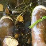 Strand of invasive elodea on top of boot submerged in water. (Photo by Deb Kornblut/USFWS)