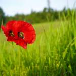 Wildflowers fill Kenais Field of Flowers in Kenai, Alaska, on Friday, Aug. 2, 2024. (Jake Dye/Peninsula Clarion)