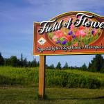 A sign marks Kenais Field of Flowers in Kenai, Alaska, on Friday, Aug. 2, 2024. (Jake Dye/Peninsula Clarion)