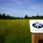 A small placard includes information about the wildflowers that fill Kenais Field of Flowers in Kenai, Alaska, on Friday, Aug. 2, 2024. (Jake Dye/Peninsula Clarion)