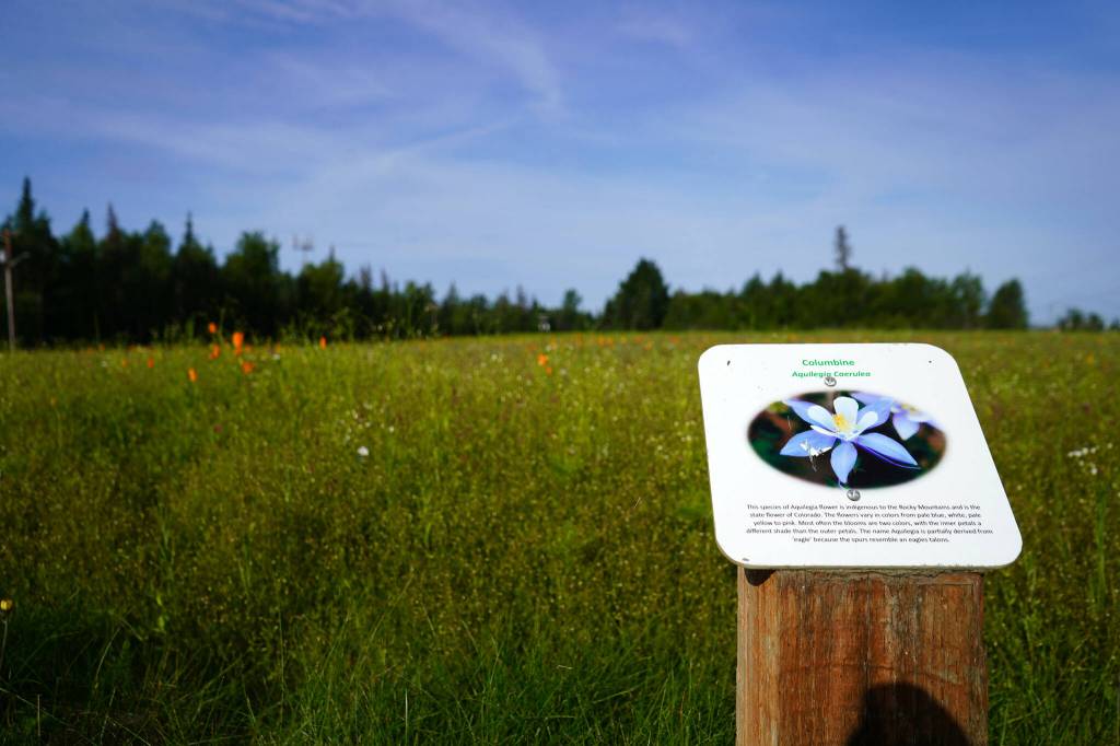 A small placard includes information about the wildflowers that fill Kenais Field of Flowers in Kenai, Alaska, on Friday, Aug. 2, 2024. (Jake Dye/Peninsula Clarion)