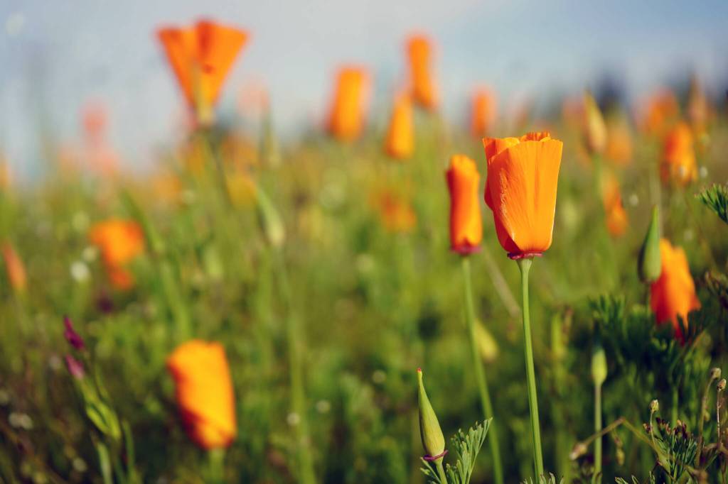 Wildflowers fill Kenais Field of Flowers in Kenai, Alaska, on Friday, Aug. 2, 2024. (Jake Dye/Peninsula Clarion)
