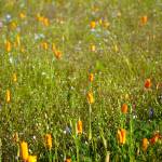 Wildflowers fill Kenais Field of Flowers in Kenai, Alaska, on Friday, Aug. 2, 2024. (Jake Dye/Peninsula Clarion)