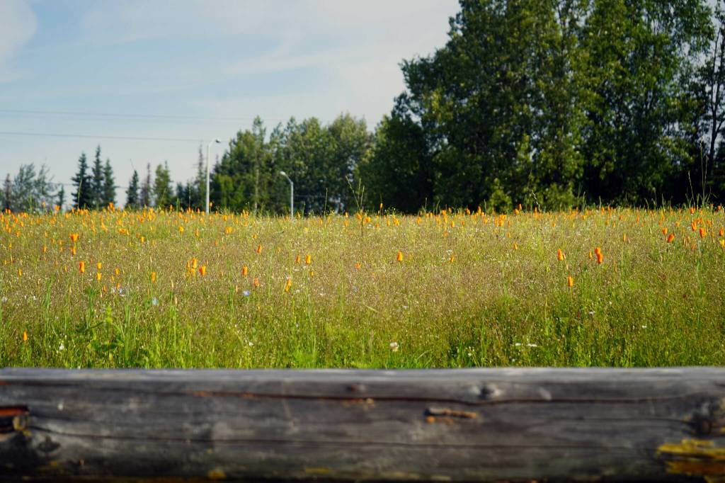Wildflowers fill Kenais Field of Flowers in Kenai, Alaska, on Friday, Aug. 2, 2024. (Jake Dye/Peninsula Clarion)