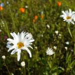 Wildflowers fill Kenais Field of Flowers in Kenai, Alaska, on Friday, Aug. 2, 2024. (Jake Dye/Peninsula Clarion)