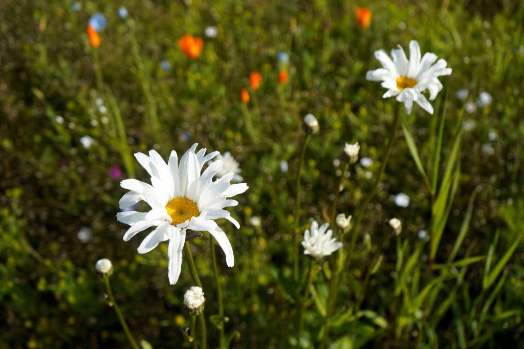 Wildflowers fill Kenais Field of Flowers in Kenai, Alaska, on Friday, Aug. 2, 2024. (Jake Dye/Peninsula Clarion)