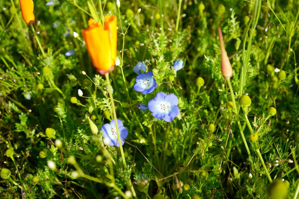 Wildflowers fill Kenais Field of Flowers in Kenai, Alaska, on Friday, Aug. 2, 2024. (Jake Dye/Peninsula Clarion)