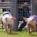 Pigs race at the Kenai Peninsula Fair in Ninilchik, Alaska, on Friday, Aug. 11, 2023. (Jake Dye/Peninsula Clarion)