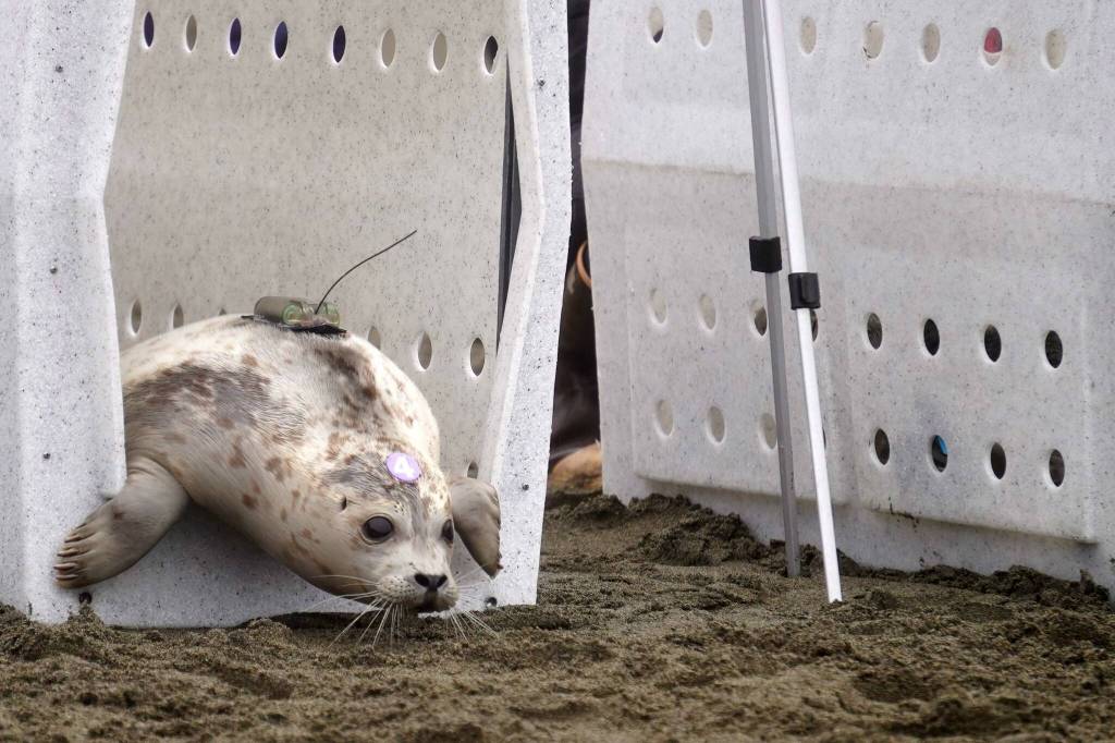 Peperoncini pokes her head out of a kennel while being released from the Alaska SeaLife Centers Wildlife Response Program at North Kenai Beach in Kenai, Alaska, on Thursday, Sept. 5, 2024. (Jake Dye/Peninsula Clarion)
