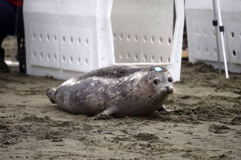 Zorro stops to look at the crowd while being released from the Alaska SeaLife Centers Wildlife Response Program at North Kenai Beach in Kenai, Alaska, on Thursday, Sept. 5, 2024. (Jake Dye/Peninsula Clarion)