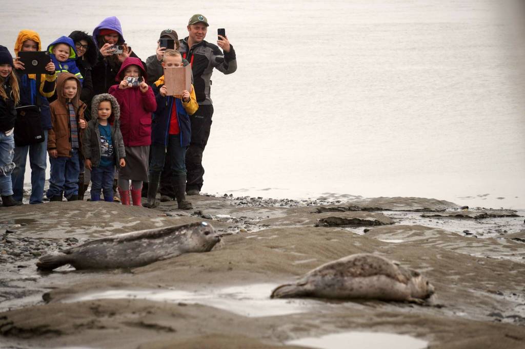 Seals move towards the mouth of the Kenai River before a large crowd of observers after the seals were released from the Alaska SeaLife Centers Wildlife Response Program at North Kenai Beach in Kenai, Alaska, on Thursday, Sept. 5, 2024. (Jake Dye/Peninsula Clarion)