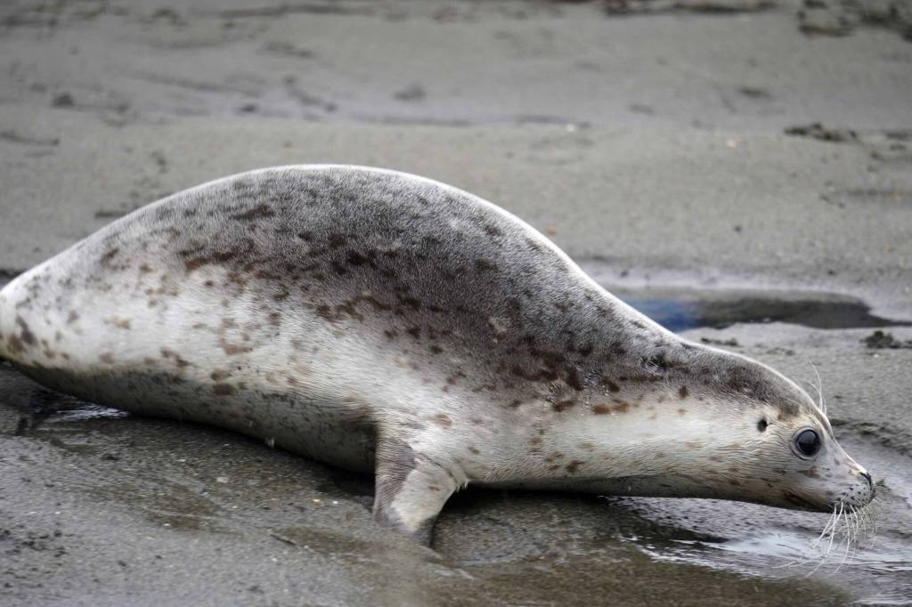 A seals moves towards the mouth of the Kenai River after being released from the Alaska SeaLife Centers Wildlife Response Program at North Kenai Beach in Kenai, Alaska, on Thursday, Sept. 5, 2024. (Jake Dye/Peninsula Clarion)