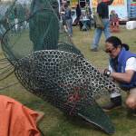 Photo by Brian Mazurek/Peninsula Clarion
Cam Choy, Associate Professor of Art at Kenai Peninsula College, works on a salmon sculpture in collaboration with the Kenai Watershed Forum during the Kenai River Festival at Soldotna Creek Park in Soldotna, Alaska on June 8, 2019.
