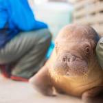Ukiaq, an orphaned Pacific walrus calf, was rescued in Utqiagvik, Alaska in July 2024. Photo by the Alaska SeaLife Center