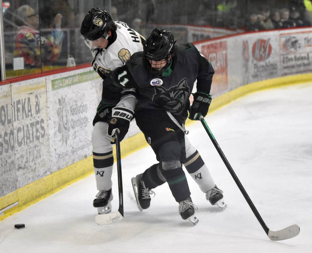 Joel Hanson of the Kenai River Brown Bears and Jakeb Lynch of the Minnesota Wilderness battle for the puck Saturday, Nov. 2, 2024, at the Soldotna Regional Sports Complex in Soldotna, Alaska. (Photo by Jeff Helminiak/Peninsula Clarion)