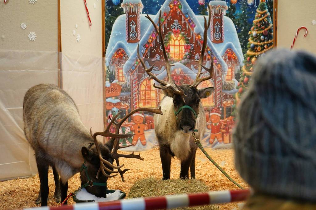 Reindeer gaze back at children during Christmas Comes to Kenai at the Kenai Chamber of Commerce and Visitor Center in Kenai, Alaska, on Friday, Nov. 29, 2024. (Jake Dye/Peninsula Clarion)