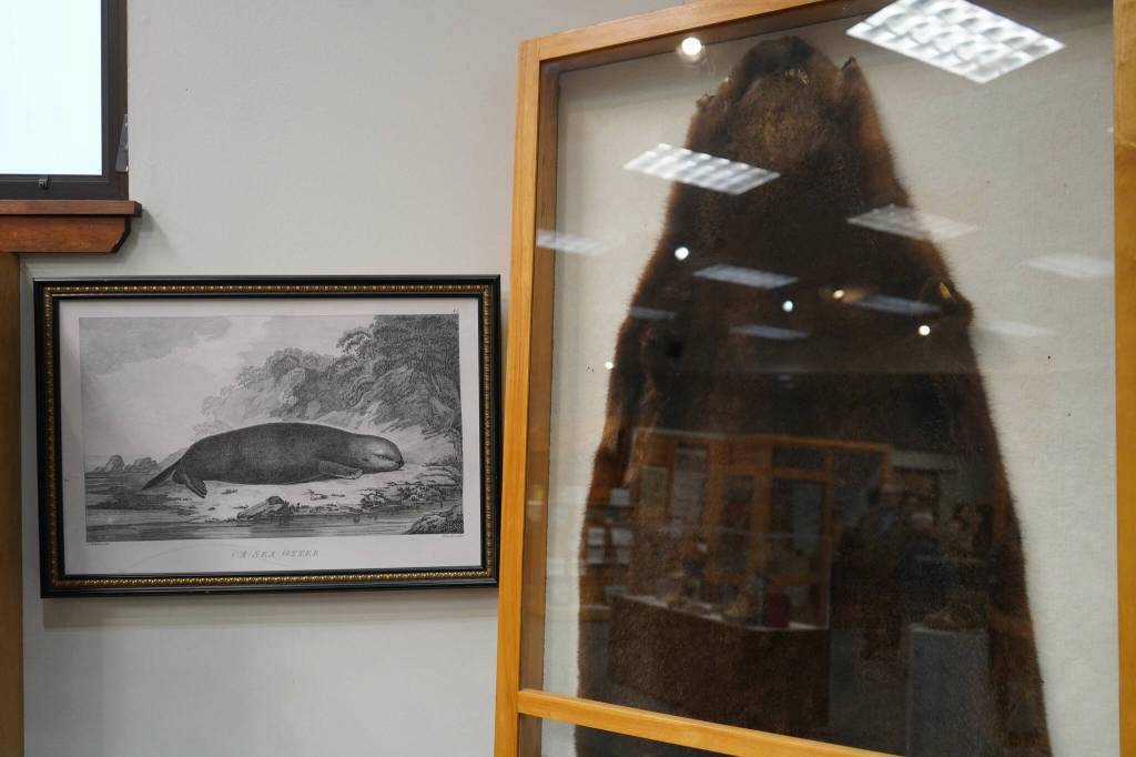 A sea otter pelt is displayed during the grand reopening of the cultural center at the Kenai Chamber of Commerce and Visitor Center in Kenai, Alaska, on Wednesday, Jan. 15, 2025. (Jake Dye/Peninsula Clarion)