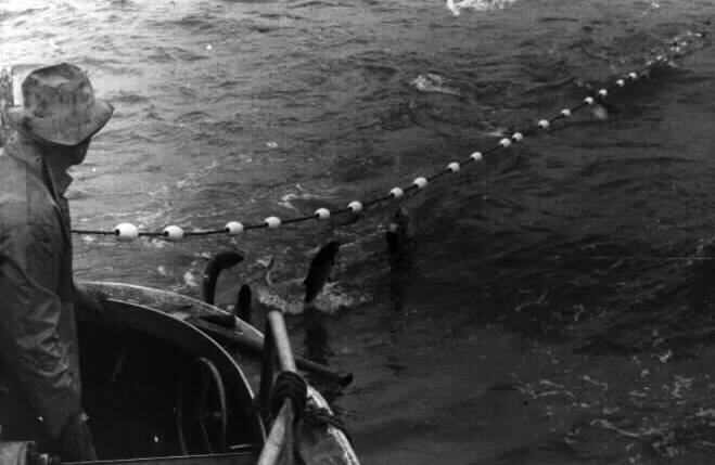 Photo courtesy of Ken Moore
In this undated photograph, Poopdeck Platt, wearing his old Stetson, watches from his fishing vessel, the Hummingbird, as the salmon begin to come aboard.