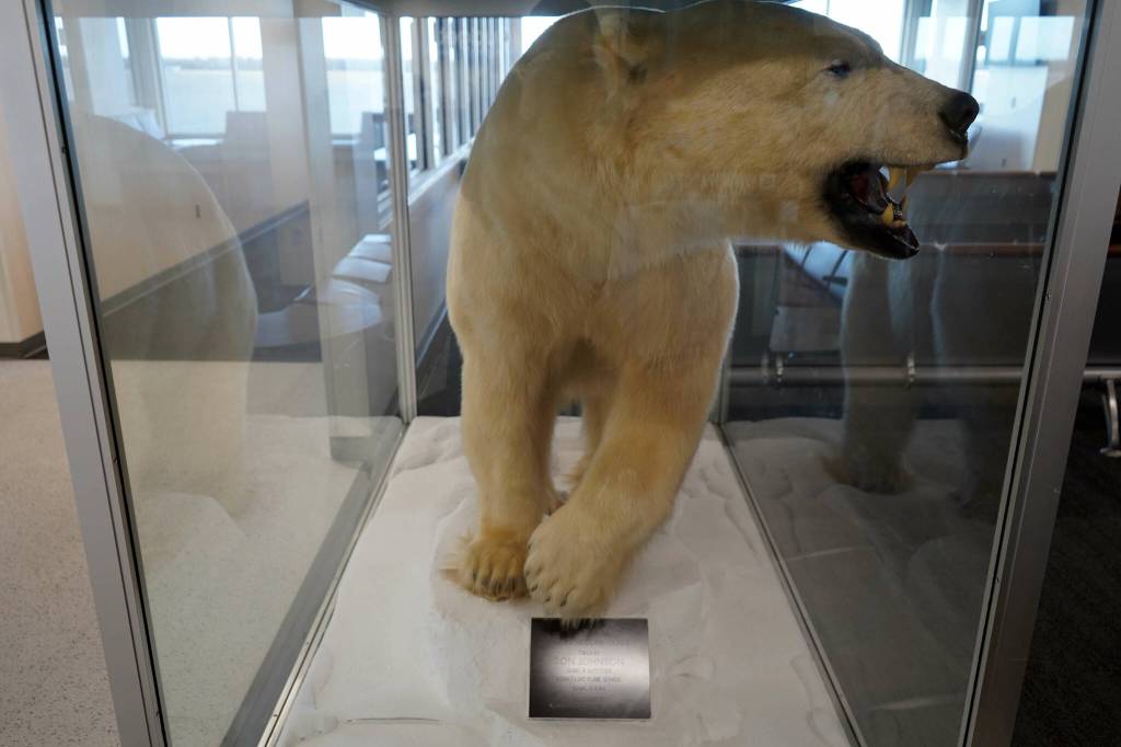A preserved polar bear is displayed at the Kenai Municipal Airport in Kenai, Alaska, on Thursday, March 6, 2025. (Jake Dye/Peninsula Clarion)