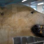 A preserved polar bear is displayed at the Kenai Municipal Airport in Kenai, Alaska, on Thursday, March 6, 2025. (Jake Dye/Peninsula Clarion)
