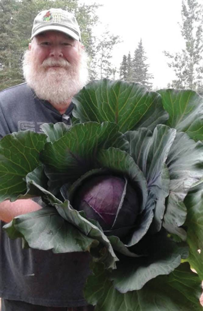 Larry Opperman, host of Growing a Greener Kenai radio show on local public radio station KDLL 91.9 FM, shows off a cabbage. (Photo provided)