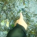A researcher points out fragments of elodea found in the upper stretches of Crescent Creek caught on tree branches and down logs. (Emily Heale/Cook Inlet Aquaculture Association)