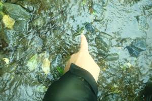 A researcher points out fragments of elodea found in the upper stretches of Crescent Creek caught on tree branches and down logs. (Emily Heale/Cook Inlet Aquaculture Association)