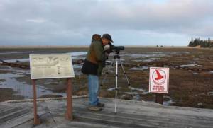 Organizer George Matz monitors shorebirds at the former viewing platform at Mariner Park Lagoon. The platform no longer exists, after being removed by landowner Doyon during the development of the area. (Photo courtesy of Kachemak Bay Birders)