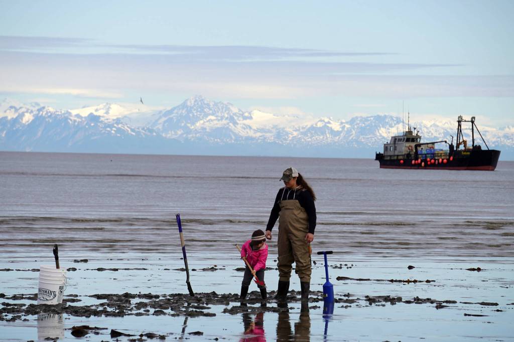 A young girl digs for razor clams at the Ninilchik Beach in Ninilchik, Alaska, on Saturday, July 1, 2023. (Jake Dye/Peninsula Clarion)