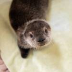 The rescued sea otter pup looks at the camera in this undated picture, provided by the Alaska SeaLife Center. (Kaiti Grant/Alaska SeaLife Center)