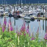 Fireweed blooms along the Homer Spit walking path by the Homer Harbor on Wednesday, Aug. 2, 2023 in Homer, Alaska. Photo by Christina Whiting