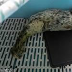 A harbor seal pup found May 31, 2025, on a beach in Homer, Alaska, is photographed after being taken into custody by Alaska SeaLife Centers Wildlife Response Program. (Photo courtesy of Kaiti Grant, Alaska SeaLife Center)