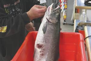 A silver salmon is weighed at Three Bears in Kenai, Alaska. Evelyn McCoy, customer service PIC at Three Bears, looks on. (Photo by Jeff Helminiak/Peninsula Clarion)