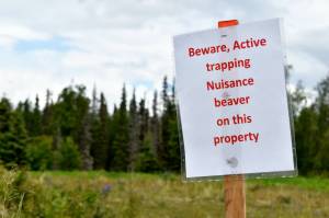 A sign warns of beaver traps in Kenai, Alaska, on Tuesday, June 24, 2025. (Jonas Oyoumick/Peninsula Clarion)