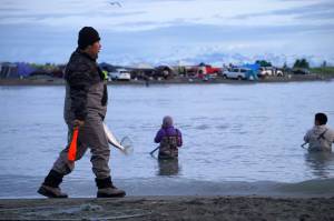 A salmon is carried from the mouth of the Kasilof River in Kasilof, Alaska, early in the morning of the first day of the Kasilof River personal use sockeye salmon dipnet fishery on Wednesday, June 25, 2025. (Jake Dye/Peninsula Clarion)