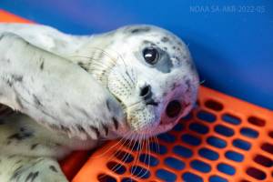 Seal pup PV2511 poses for a photograph on June 14, 2025 at the Alaska Sealife Center in Seward, Alaska. She was rescued by the site of a "popular fishing spot" in Homer on June 12, 2025. (Photo courtesy of ASLC)