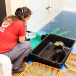 Una, a female sea otter pup who was admitted to the Alaska SeaLife Center in June 2025, plays with an enrichment toy at the center in Seward, Alaska. Photo courtesy of the Alaska SeaLife Center