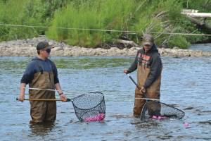 Volunteers scoop up ducks at the finish line during the annual Anchor River Duck Races on Saturday, July 5, in Anchor Point.