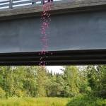 VFW Post 10221 Cmdr. Chuck Collins tips over a tub of pink ducks from the Anchor River Bridge during the annual Anchor River Duck Races on Saturday, July 5, 2025, in the Anchor River State Recreation Area in Anchor Point, Alaska. (Delcenia Cosman/Homer News)