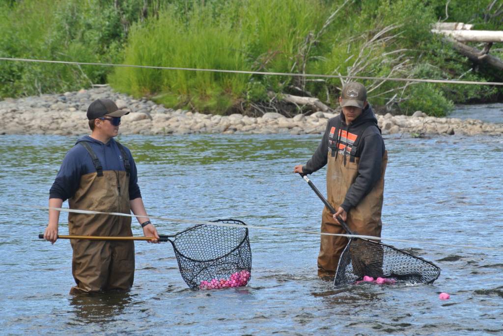 Volunteers scoop up ducks at the finish line during the annual Anchor River Duck Races on Saturday, July 5, 2025, in Anchor Point, Alaska. (Delcenia Cosman/Homer News)